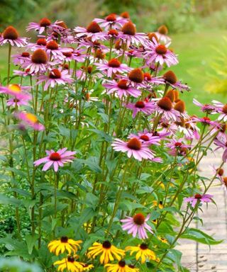 A collection of light purple coneflowers in a backyard