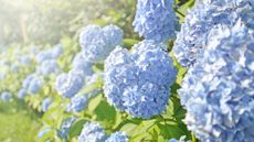 Blue hydrangeas in the sun